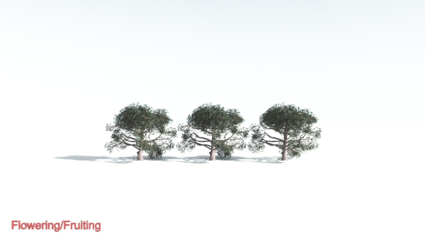 EVERYPlant Portia Tree LowPoly 3 --14 Models--