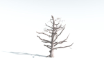 EVERYPlant Portia Tree LowPoly 3 --14 Models--
