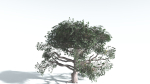 EVERYPlant Portia Tree LowPoly 3 --14 Models--