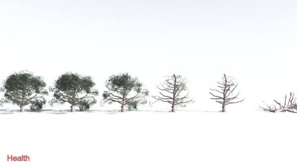 EVERYPlant Portia Tree LowPoly 3 --14 Models--