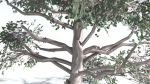 EVERYPlant Portia Tree LowPoly 3 --14 Models--