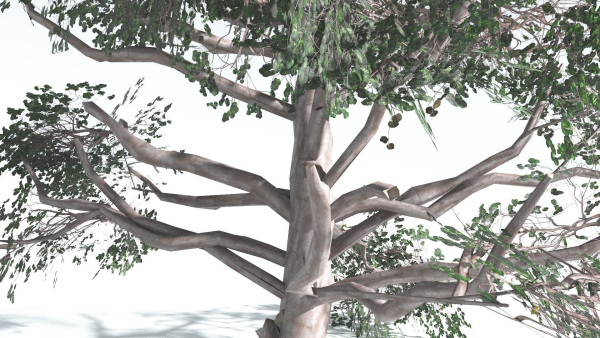 EVERYPlant Portia Tree LowPoly 3 --14 Models--