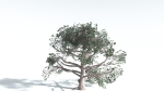 EVERYPlant Portia Tree LowPoly 3 --14 Models--