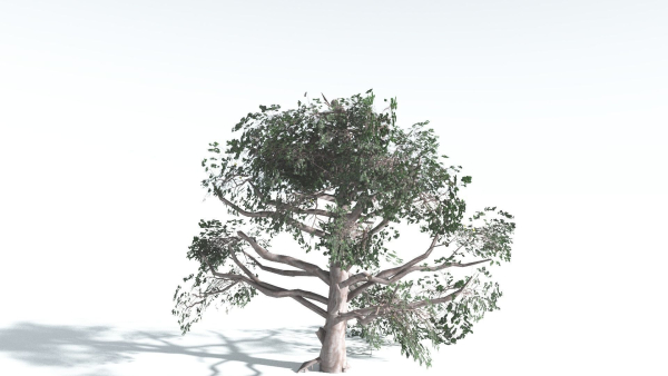 EVERYPlant Portia Tree LowPoly 3 --14 Models--