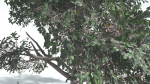 EVERYPlant Portia Tree LowPoly 3 --14 Models--