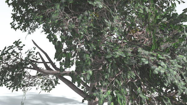 EVERYPlant Portia Tree LowPoly 3 --14 Models--