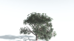 EVERYPlant Portia Tree LowPoly 3 --14 Models--