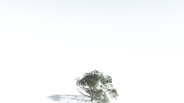 EVERYPlant Portia Tree LowPoly 3 --14 Models--