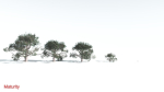 EVERYPlant Portia Tree LowPoly 3 --14 Models--
