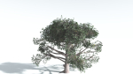 EVERYPlant Portia Tree LowPoly 3 --14 Models--