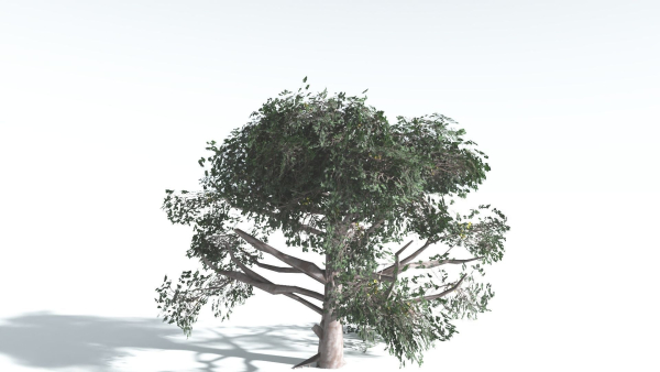 EVERYPlant Portia Tree LowPoly 3 --14 Models--