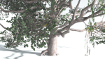 EVERYPlant Portia Tree LowPoly 3 --14 Models--