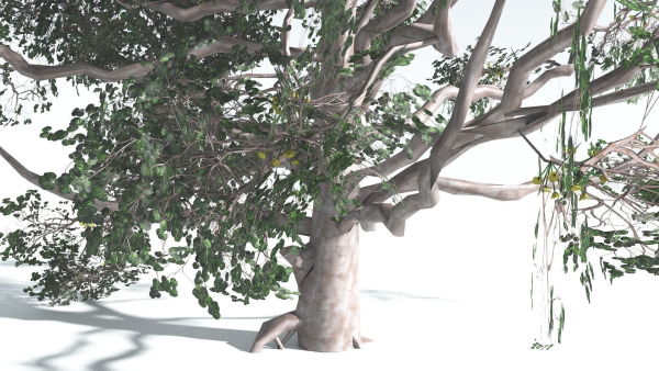 EVERYPlant Portia Tree LowPoly 3 --14 Models--