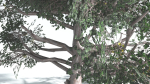 EVERYPlant Portia Tree LowPoly 3 --14 Models--