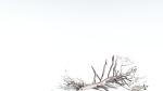EVERYPlant Portia Tree LowPoly 3 --14 Models--