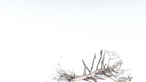 EVERYPlant Portia Tree LowPoly 3 --14 Models--