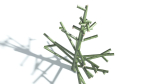 EVERYPlant Portia Tree LowPoly 3 --14 Models--