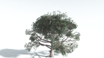 EVERYPlant Portia Tree LowPoly 3 --14 Models--