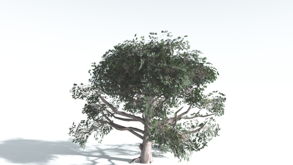 EVERYPlant Portia Tree LowPoly 3 --14 Models--