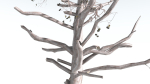 EVERYPlant Portia Tree LowPoly 3 --14 Models--