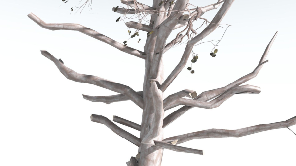 EVERYPlant Portia Tree LowPoly 3 --14 Models--