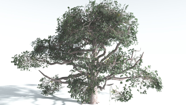 EVERYPlant Portia Tree LowPoly 3 --14 Models--