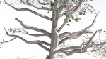 EVERYPlant Portia Tree LowPoly 3 --14 Models--