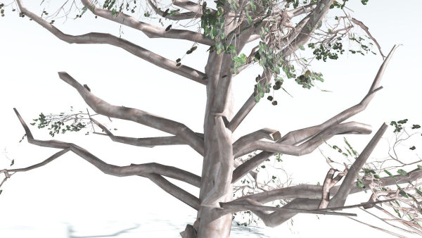 EVERYPlant Portia Tree LowPoly 3 --14 Models--