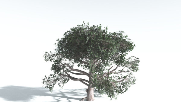 EVERYPlant Portia Tree LowPoly 3 --14 Models--