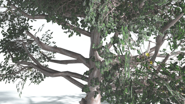 EVERYPlant Portia Tree LowPoly 3 --14 Models--