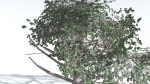 EVERYPlant Portia Tree LowPoly 3 --14 Models--