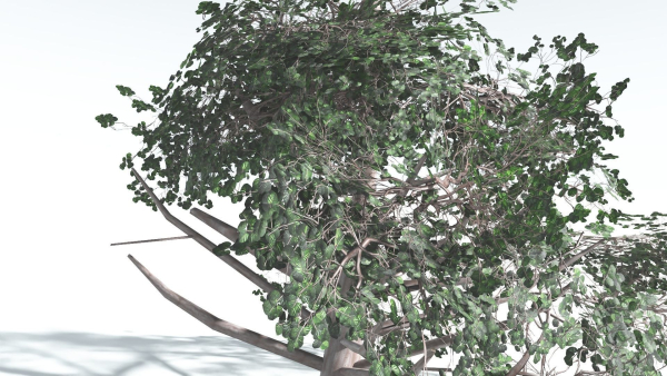 EVERYPlant Portia Tree LowPoly 3 --14 Models--
