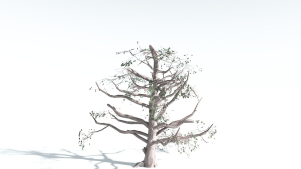 EVERYPlant Portia Tree LowPoly 3 --14 Models--