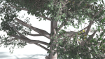 EVERYPlant Portia Tree LowPoly 3 --14 Models--