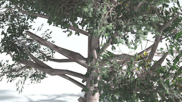 EVERYPlant Portia Tree LowPoly 3 --14 Models--