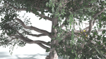EVERYPlant Portia Tree LowPoly 3 --14 Models--