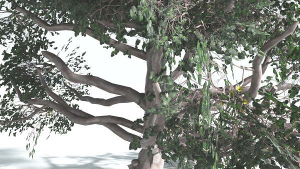 EVERYPlant Portia Tree LowPoly 3 --14 Models--