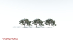 EVERYPlant Portia Tree LowPoly 4 --14 Models--