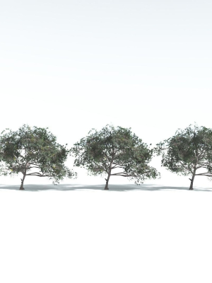 everyplant-portia-tree-lowpoly-4-14-models-3d-model-3331231048