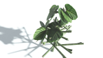 EVERYPlant Portia Tree LowPoly 4 --14 Models--