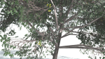 EVERYPlant Portia Tree LowPoly 4 --14 Models--