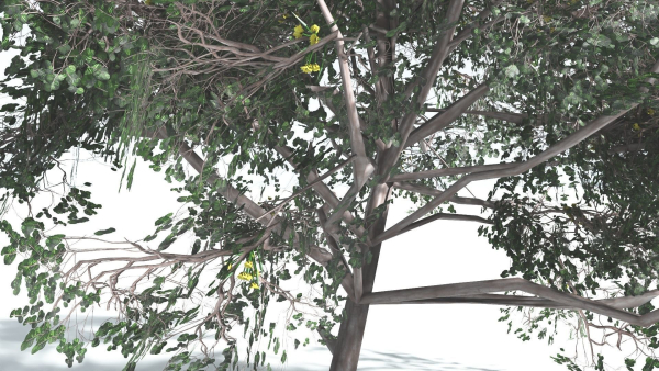 EVERYPlant Portia Tree LowPoly 4 --14 Models--