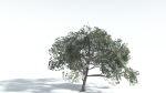 EVERYPlant Portia Tree LowPoly 4 --14 Models--