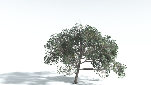 EVERYPlant Portia Tree LowPoly 4 --14 Models--