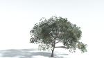 EVERYPlant Portia Tree LowPoly 4 --14 Models--