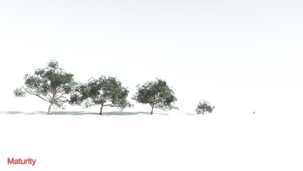 EVERYPlant Portia Tree LowPoly 4 --14 Models--