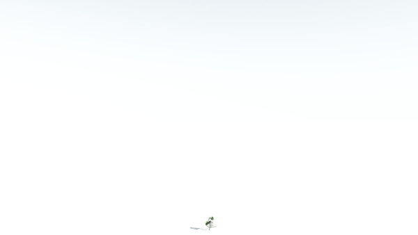 EVERYPlant Portia Tree LowPoly 4 --14 Models--
