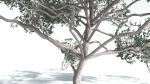 EVERYPlant Portia Tree LowPoly 4 --14 Models--
