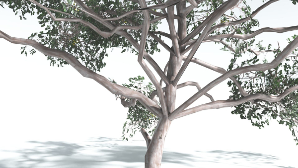 EVERYPlant Portia Tree LowPoly 4 --14 Models--