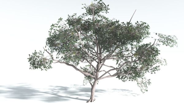 EVERYPlant Portia Tree LowPoly 4 --14 Models--